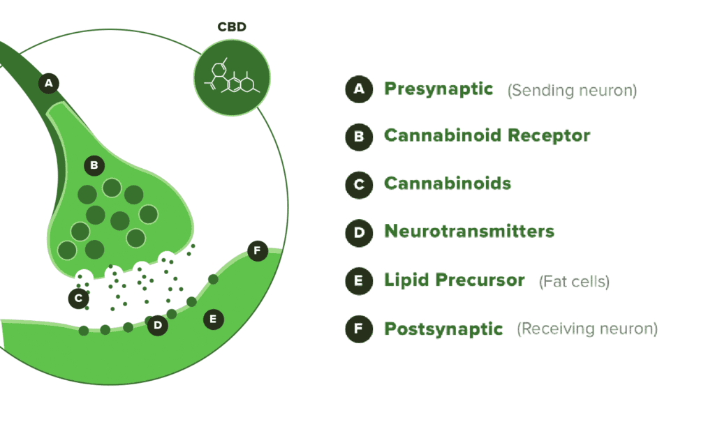 Graph showing how CBD interacts with the endocannabinoid system.