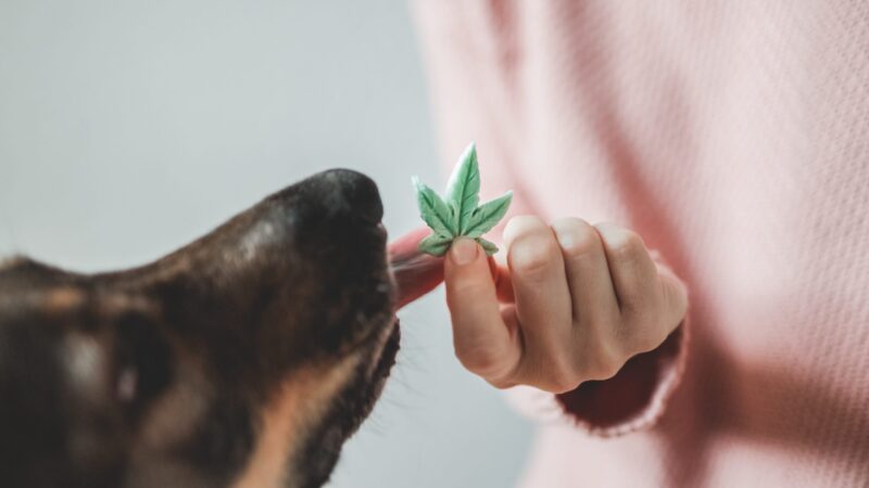 Dog receiving a hemp leaf-shaped CBD treat – natural relief for anxiety, joint support, and overall wellness.