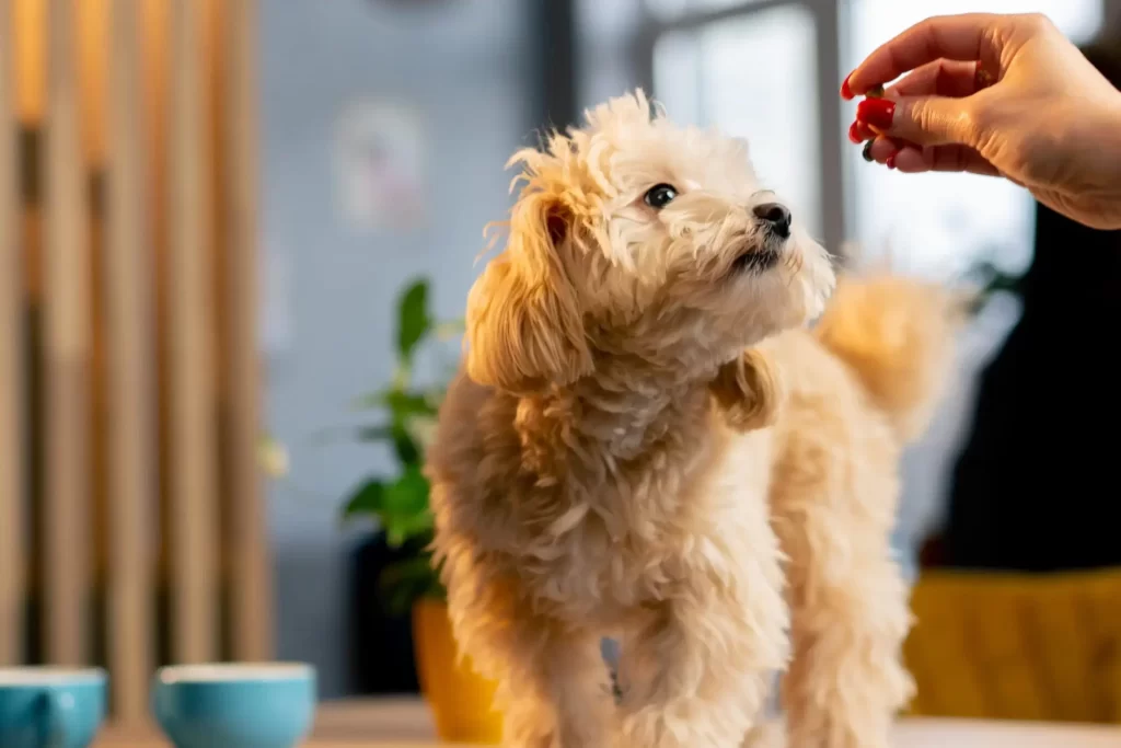 Small dog receiving a CBD treat from a hand – natural support for anxiety relief, joint health, and overall well-being.