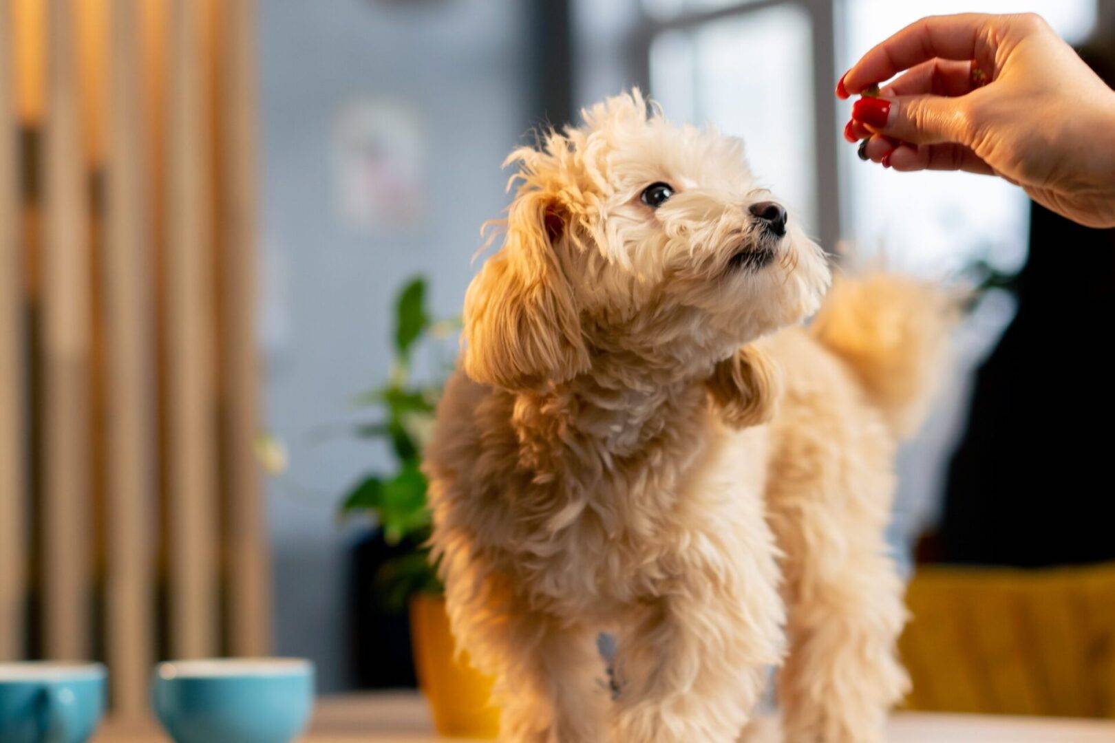 Small dog receiving a CBD treat from a hand – natural support for anxiety relief, joint health, and overall well-being.